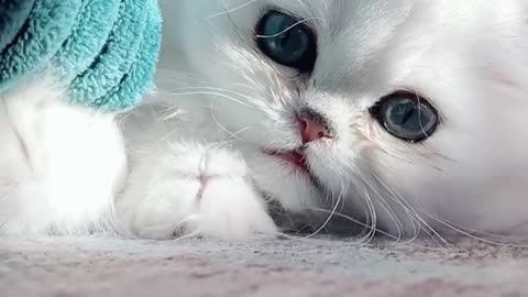 World cutest kitten ever..