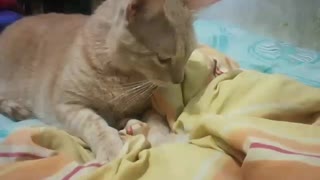 Gato masajeando la cama con sus patitas