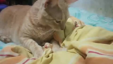 Gato masajeando la cama con sus patitas