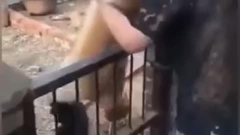 Funny Dog and chicken. Wait till the end