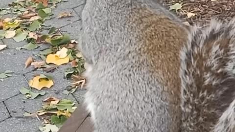 Cute little squirrel at Manhattan || খুকি ও কাঠবিড়ালি #shorts #travel #squirrel #manhattan