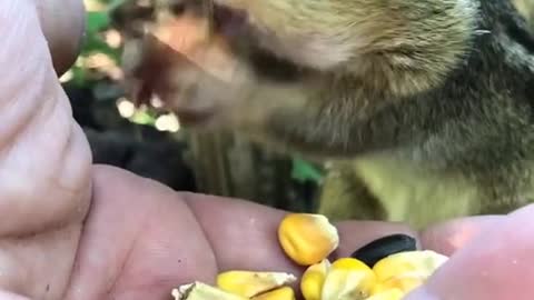 Hungry squirrel chipmunk by my garden