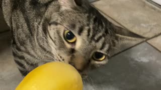 Gary vs Squash #cat #short