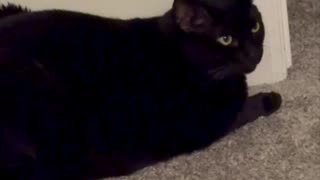 Adopting a Cat from a Shelter Vlog - Cute Precious Piper Watches the Hallway #shorts