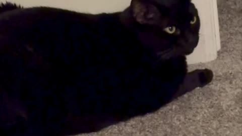 Adopting a Cat from a Shelter Vlog - Cute Precious Piper Watches the Hallway #shorts