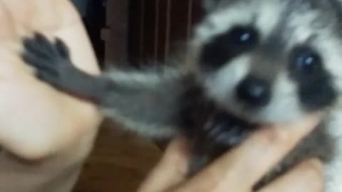 Baby raccoon adorably gives his owner a high-five