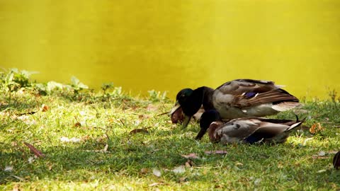 Animal Ducks Near The Lake