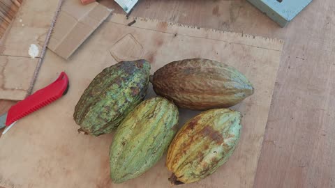 Project Cacao