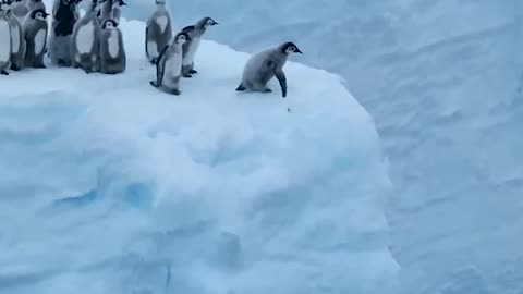 So beautiful penguin video