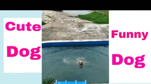 Dog funny dogs video