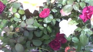 Lindas rosas colombianas com gotas de chuva, recebendo o sol da manhã [Nature & Animals]