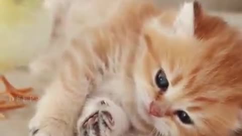 Cute cat