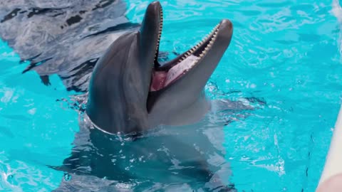 Cheerful Dolphin In The Pool