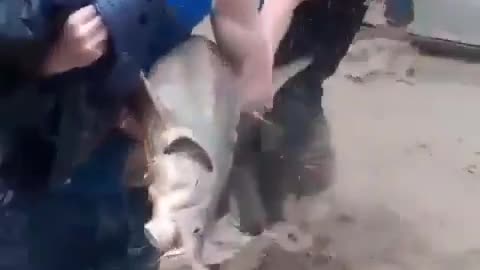 Caught a sturgeon during a flood
