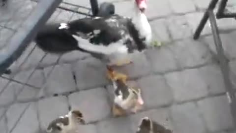"I gave him a meal and the duck family came to my house".
