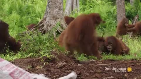 Baby Orangutans Learn How to Crack Coconuts_v144P