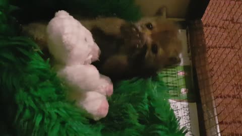 Baby fox playtime