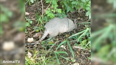 Lovely ARMADILLO compilation