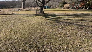 Agri-Fab 45-0218 26 Inch Push Lawn Sweeper rake Clean Tree Leaves Debris easy Spring Summer Fall BlK