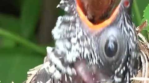 Cuckoo Bird Nest (survival of the fittest)