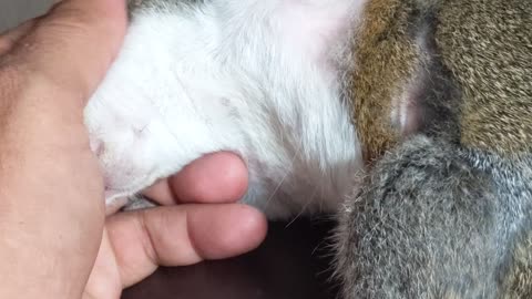 Sleepy Squirrel Dozes Off in Owner's Hand