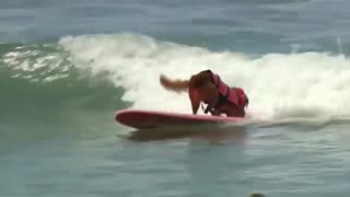 Dog Surfing Competition In San Diego