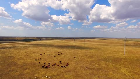 This is an aerial shot over mixed livestock of white goats and brown cows