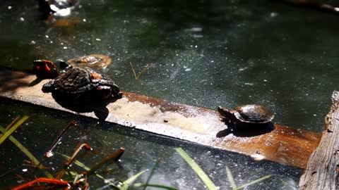 Cute little turtles trying to climb on the board in the water and basking in the sun