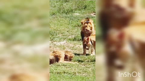 Lion fight with other lions