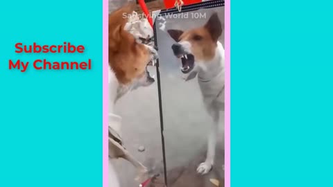 Best Animal Funny Videos.