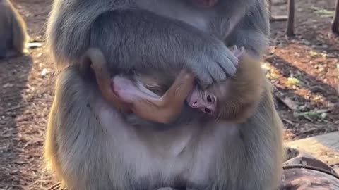 monkey checking body