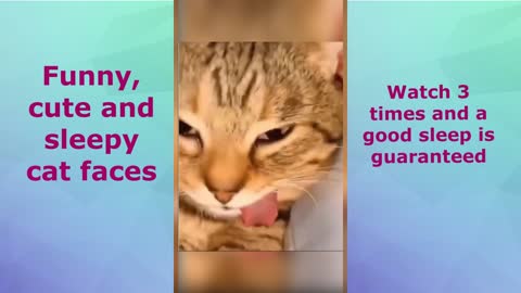 😹Funny, cute 😸 and sleepy cat faces.🔥 Try not to laugh!