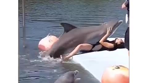 Funny Dolphin Video #shots 😆😆