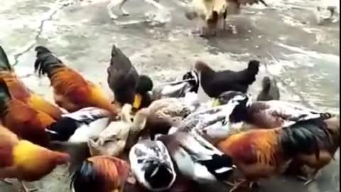 Funny dog and Chick fight