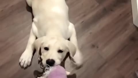 Funniest & Cutest Labrador Pup Videos 2022 # 2 - Funny Puppy
