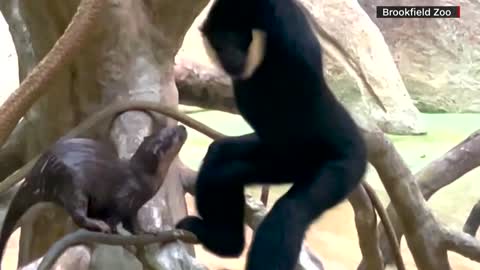 Curious otter goes 'ape' over new friend