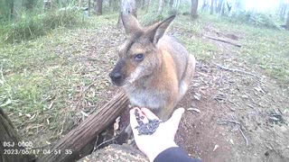 Hand Feeding Goggles Sunflower Seeds