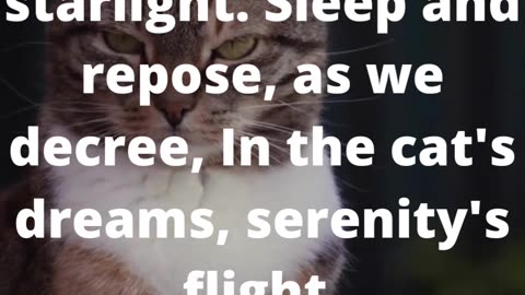 Meows and Monologues: A Prose Exploration of Feline Mysteries #poem #poetry #shorts #art👍👄🔔🛫✒️