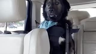 Service dog tries not to fall asleep while on the job