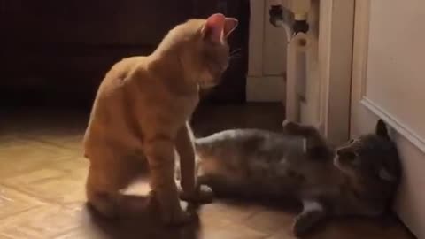 Cat fights sounds