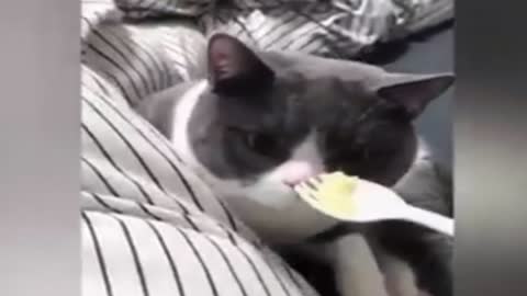 when cats eat durian fruit from Vietnam
