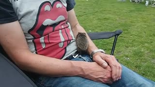 Baby Hedgehog