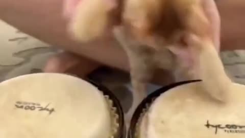 cat playing drum
