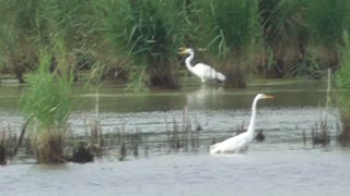 307 Toussaint Wildlife - Oak Harbor Ohio - Gathering Of Egrets