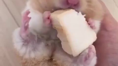 Funny And Cute Hamster Compilation #1