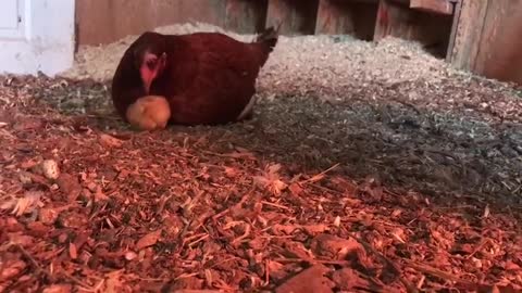 Escapee Baby Chick Finds A Real Mom