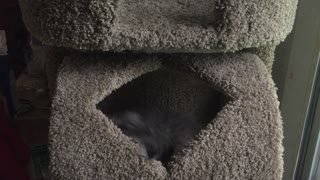 Funny Cat very excited about his new cat tower