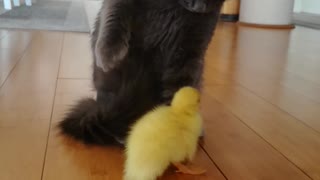 A little duck is trying to make a friend