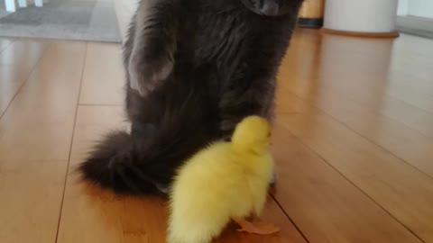 A little duck is trying to make a friend