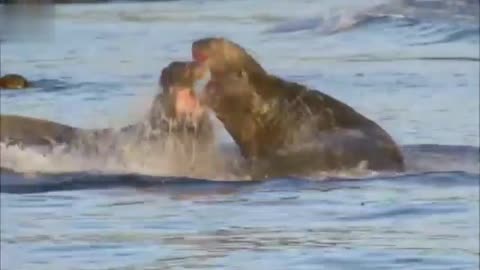 Giant seal fights off rival male ।